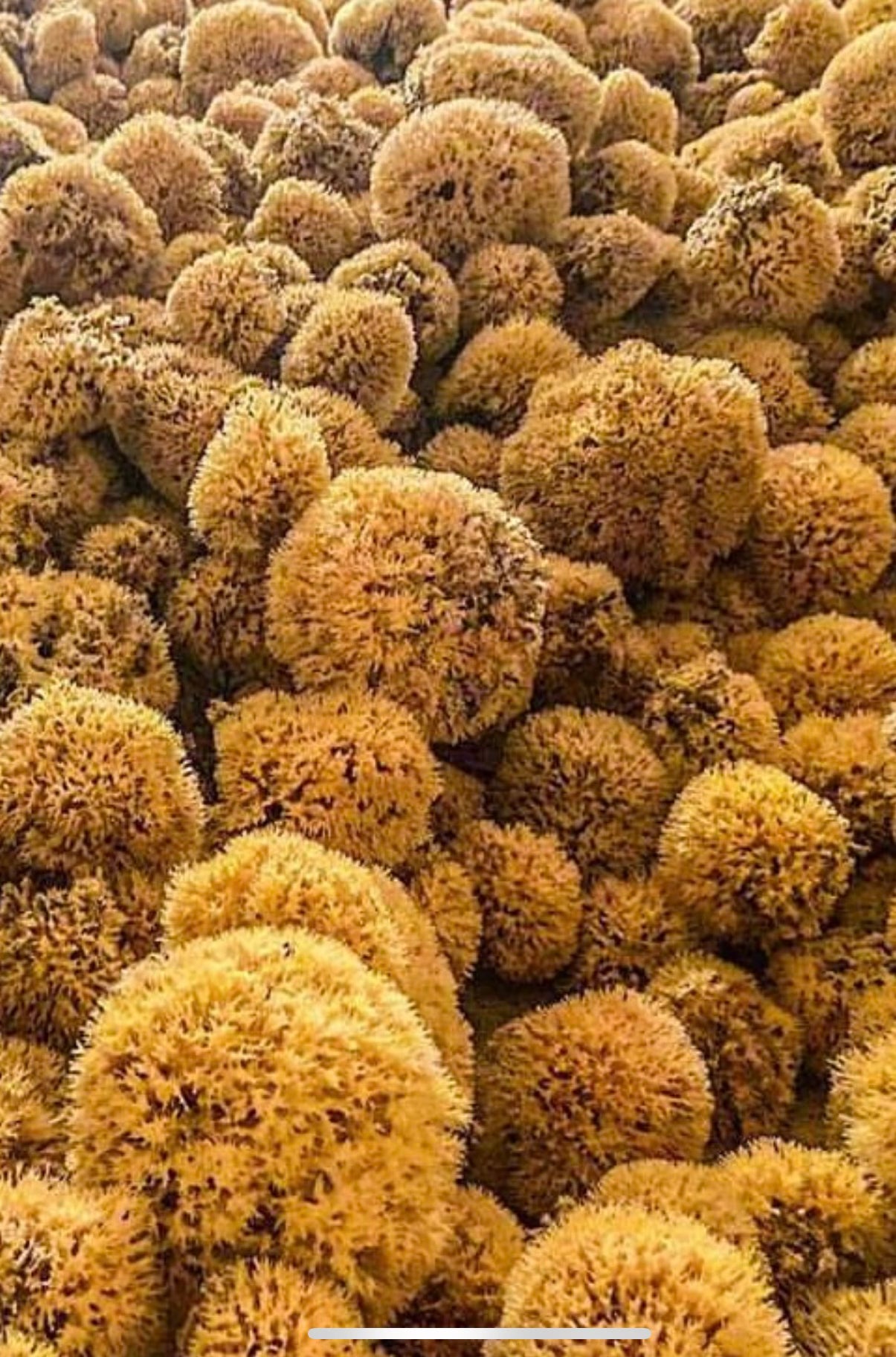 sea sponge